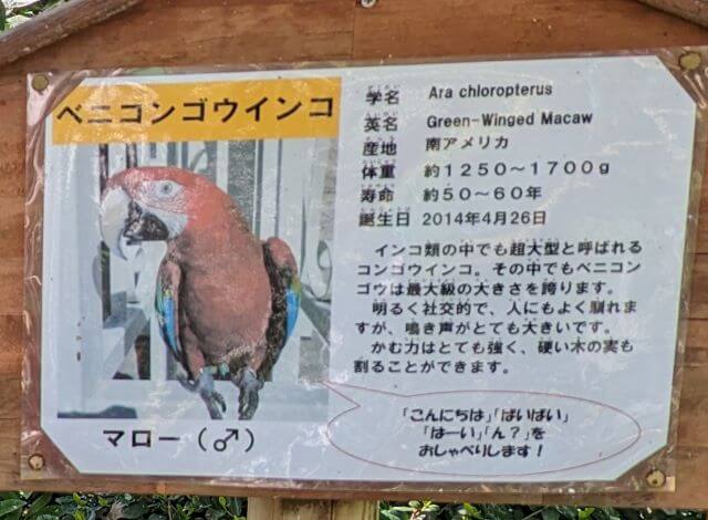 福岡県大野城市にある株式会社アシュラン本社内の「バードハウス」のベニコンゴウインコの説明画像